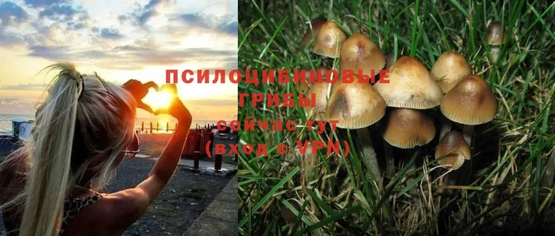 Псилоцибиновые грибы Psilocybe  Фролово 